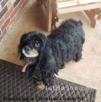 Found Dog in Cleveland County NC